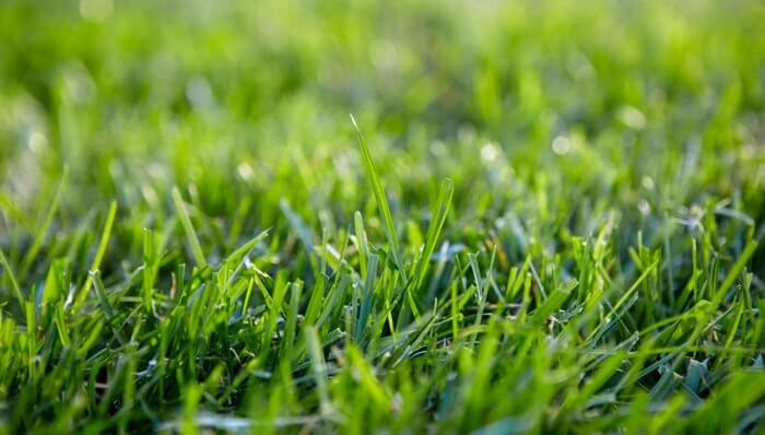 When To Aerate Your Garden Lawn